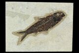 4.5" Fossil Fish (Knightia) - Green River Formation - #129781-1